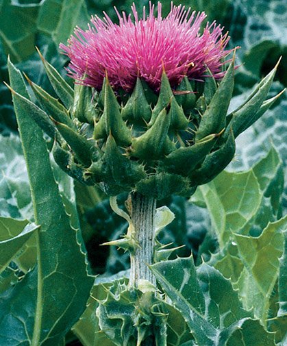 Milk-Thistle